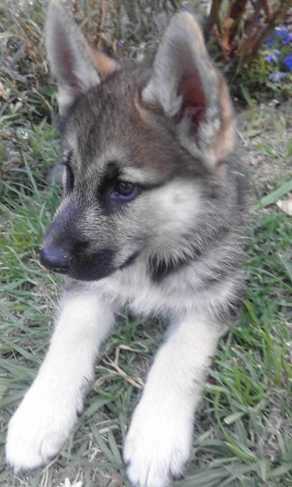 Jack as a puppy. A german shepherd husky cross. Such a beautiful  puppy