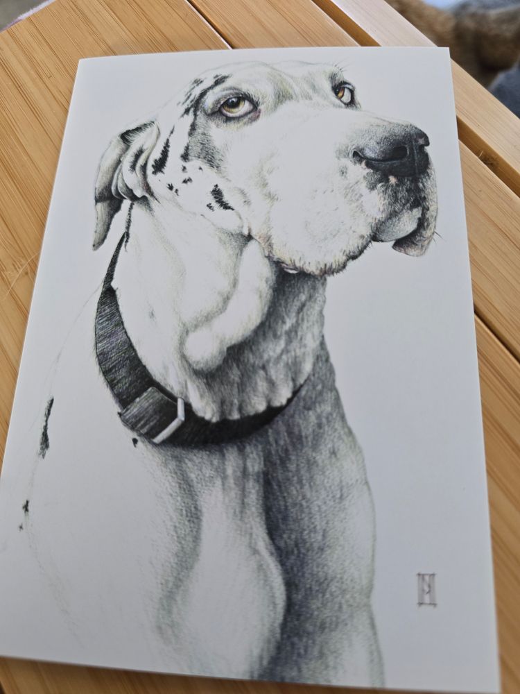 The beautiful card with a drawing of a great dane  by Nikki minor greytown 