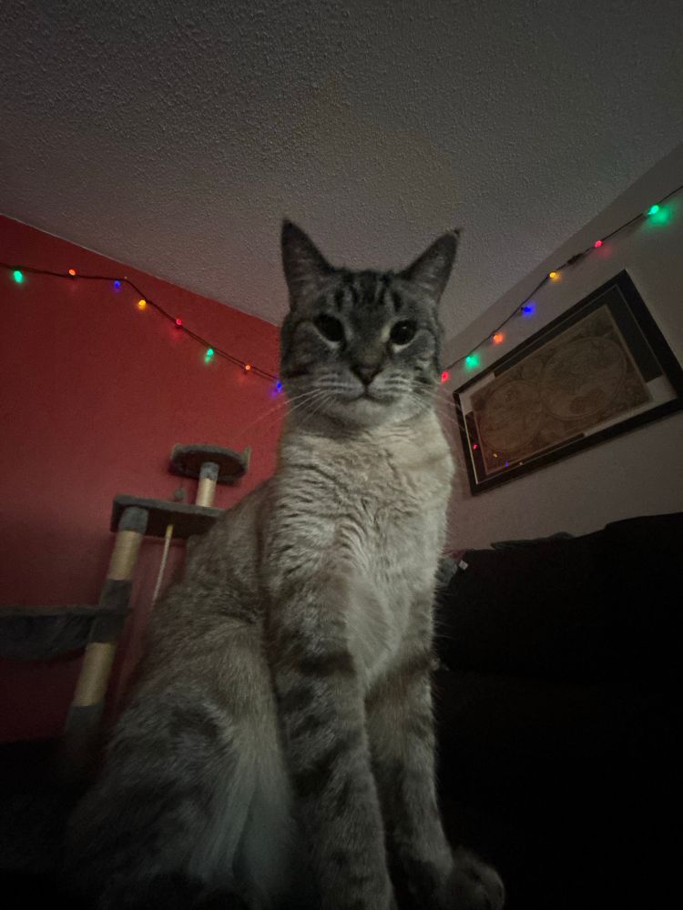 my gorgeous cat winston 