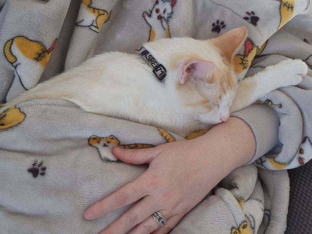 A white cat with orange markings inside an oversized hoodie pocket
