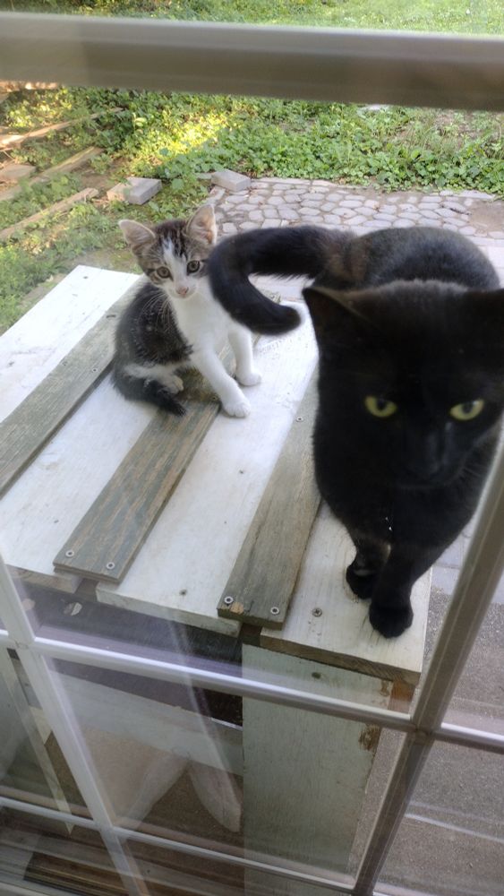 A black cat with a curly tail and an adorable gray and white kitten