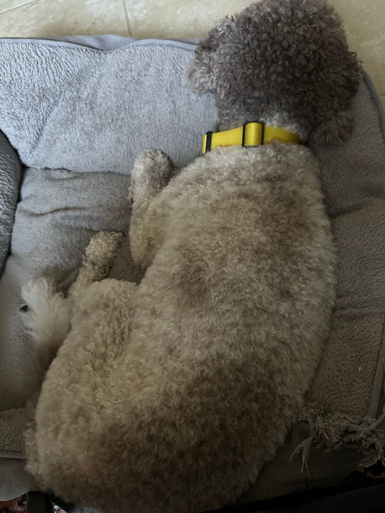 Curly-haired roan (white and brown) dog with yellow collar laying on gray dog bed. 