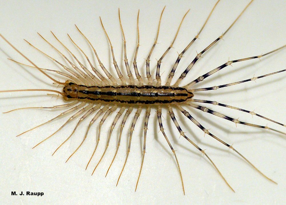 a picture of a house centipede