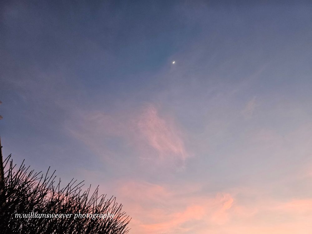 Evening sky with wispy, pink clouds and a waxing crescent moon and a dormant tree in the lower left corner. 