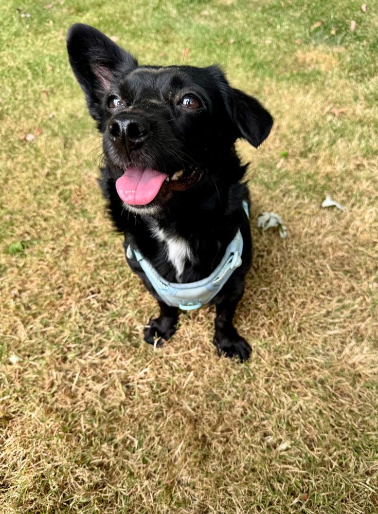 Olive, my dog (breed unknown but looks like a small lab), looking up at me from a patch of grass