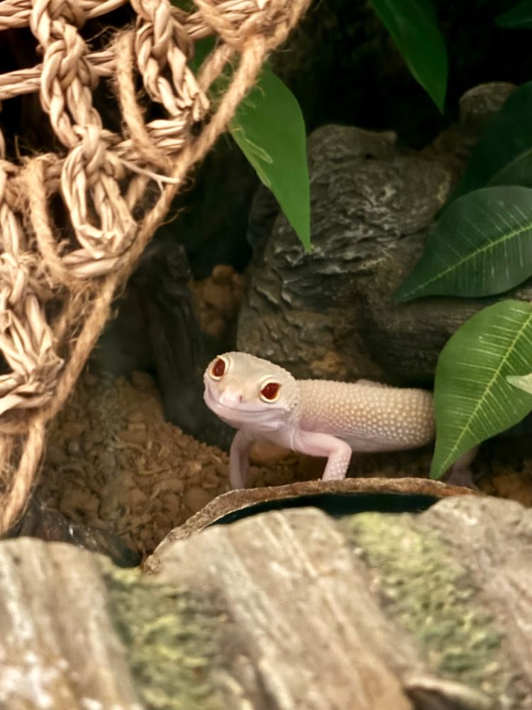 Mango, my leopard gecko, looking up at me from inside her tank