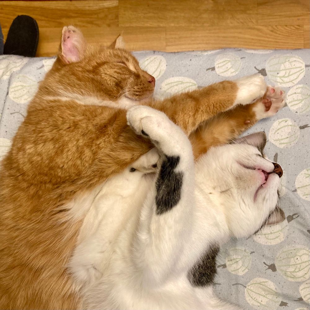 Close-up shot of the front half of two cats napping on a sofa. The cat on the left is an orange tabby with white paws that is sleeping on his left side, supermanning his front paws to the right. The cat on the right is a mostly-white and mackeral tabby who is on his back and wedged under the paws of the orange boy, head tilted back so all you can see is the nose and lower jaw, front paws in the air. 
