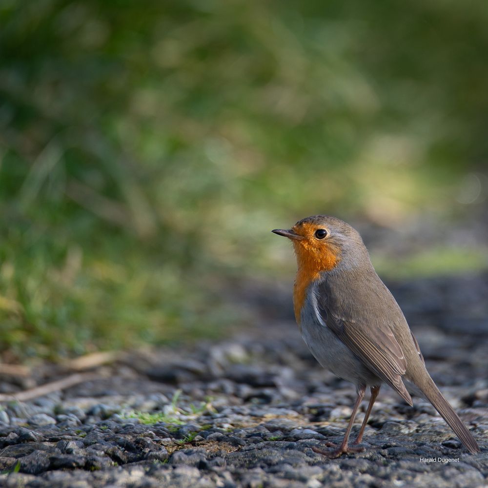 Le vieux macadam. Rougegorge familier. 