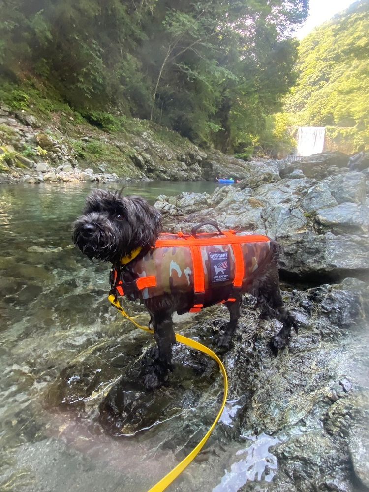 #ミニシュナ
#クロシュナ
#ミニチュア・シュナウザー
#犬のいる生活
#中川温泉
#ライフジャケット
#SunnyDay