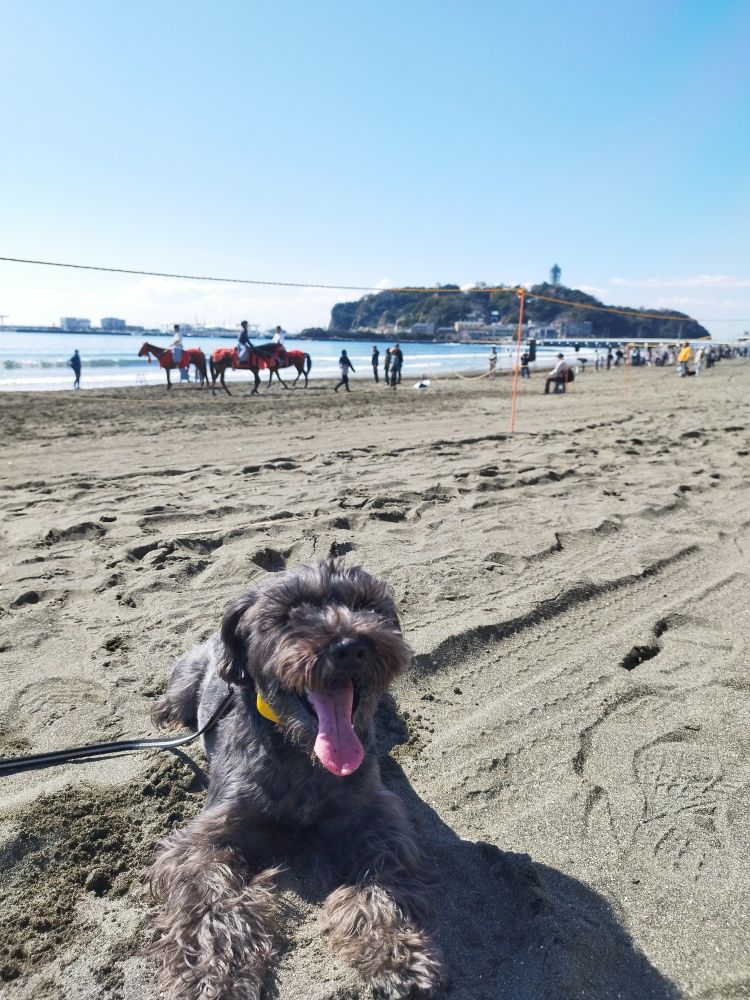 #ミニシュナ
#クロシュナ
#ミニチュア・シュナウザー
#犬のいる生活
#江の島
#流鏑馬
#BlueSky