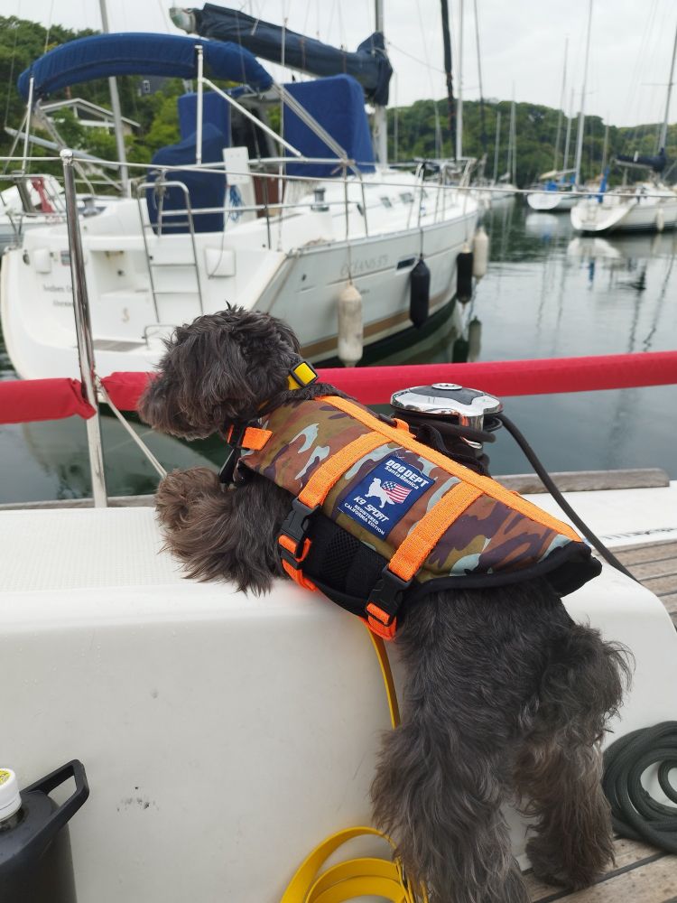 #ミニシュナ
#クロシュナ
#ミニチュア・シュナウザー
#犬のいる生活
#油壺
#ヨット初乗船
#酔わなかった
#バウの高さにブルブル
#CloudyDay