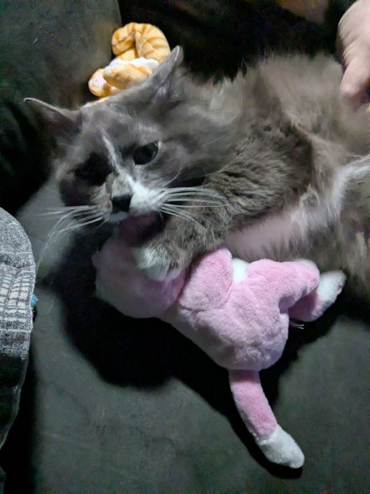 Real gray Cat clutching pink stuffed cat toy on a leather sofa.