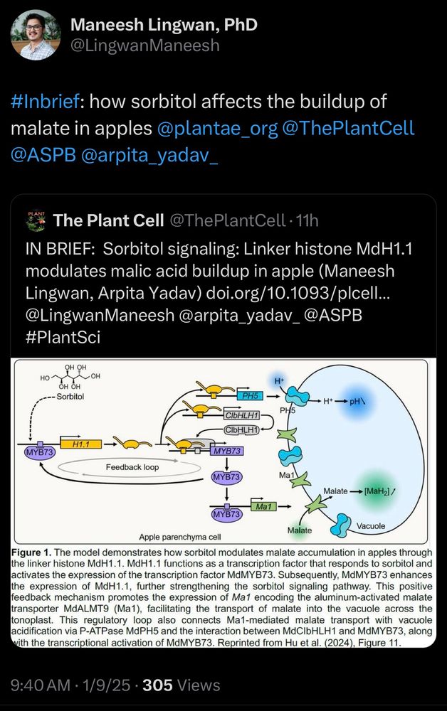 IN BRIEF:  Sorbitol signaling: Linker histone MdH1.1 modulates malic acid buildup in apple (Maneesh Lingwan, Arpita Yadav) doi.org/10.1093/plcell… @LingwanManeesh @arpita_yadav_ @ASPB #PlantSci