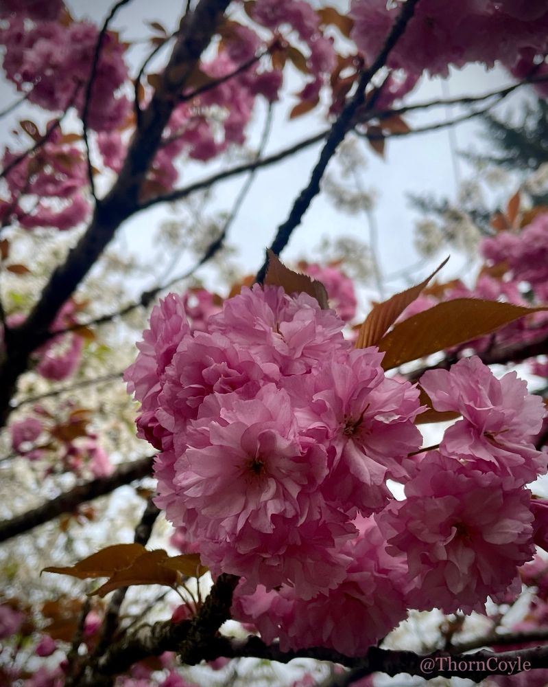 Clusters of large, frilly-edged pink cherry blossoms and branches.