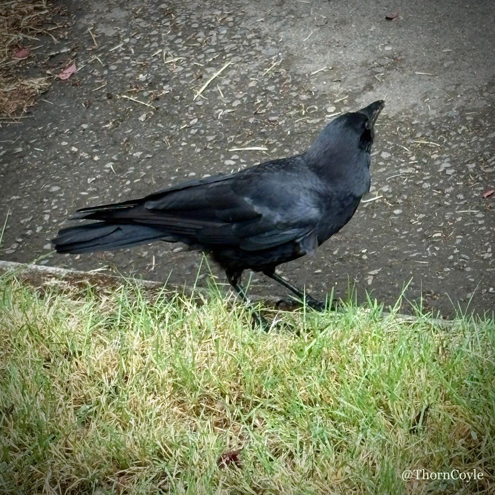 A glossy black crow standing on the edge of a curb.