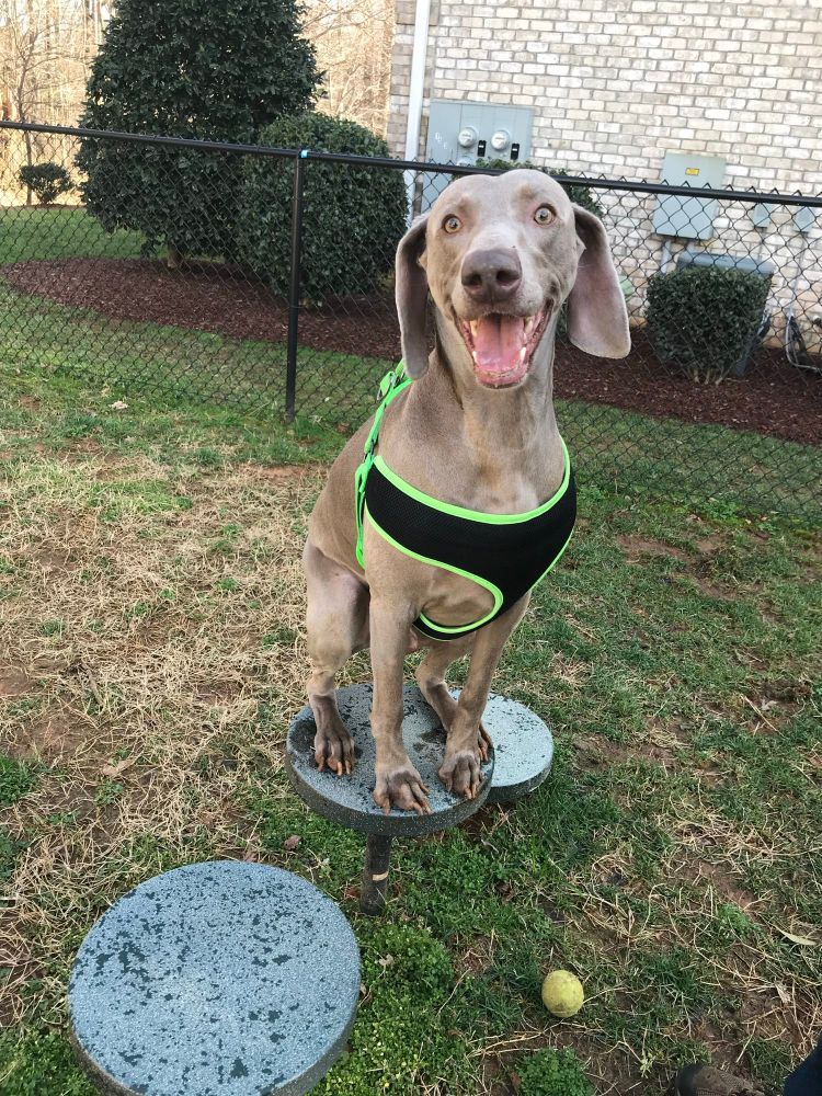 A grey Weimaraner dog sitting on a pedestal wearing a black and green harness.