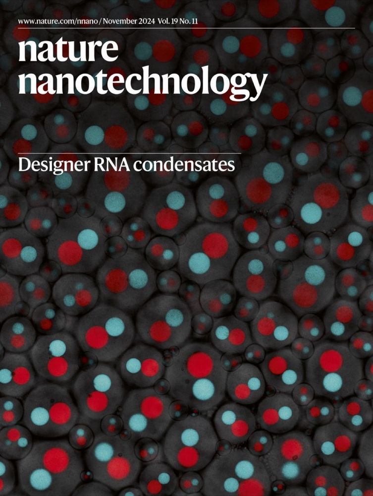 Designer RNA condensates
The cover shows a fluorescence microscopy image of synthetic cells expressing artificial organelles, assembled from genetically encoded RNA nanostructures.
 
See Fabrini, G., Farag, N., Nuccio, S.P. et al. Co-transcriptional production of programmable RNA condensates and synthetic organelles. Nat. Nanotechnol. 19, 1665–1673 (2024). https://doi.org/10.1038/s41565-024-01726-x


Abstract
Condensation of RNA and proteins is central to cellular functions, and the ability to program it would be valuable in synthetic biology and synthetic cell science. Here we introduce a modular platform for engineering synthetic RNA condensates from tailor-made, branched RNA nanostructures that fold and assemble co-transcriptionally. Up to three orthogonal condensates can form simultaneously and selectively accumulate fluorophores through embedded fluorescent light-up aptamers. The RNA condensates can be expressed within synthetic cells to produce membrane-less organelles with a controlled number and relative size, and showing the ability to capture proteins using selective protein-binding aptamers. The affinity between otherwise orthogonal nanostructures can be modulated by introducing dedicated linker constructs, enabling the production of bi-phasic RNA condensates with a prescribed degree of interphase mixing and diverse morphologies. The in situ expression of programmable RNA condensates could underpin the spatial organization of functionalities in both biological and synthetic cells.

 
Image: Giacomo Fabrini (The Francis Crick Institute) and Lorenzo Di Michele (University of Cambridge). Cover design: Vanitha Selvarajan