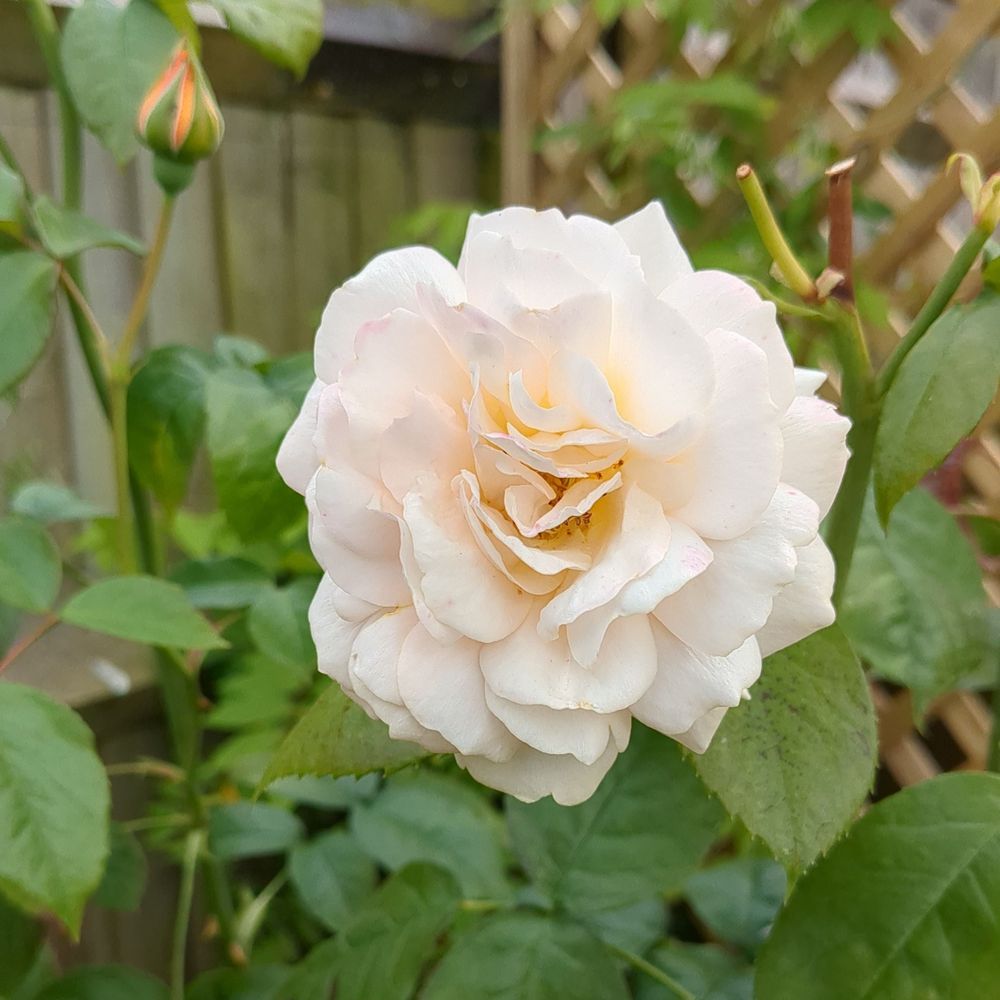 A white/pink rose