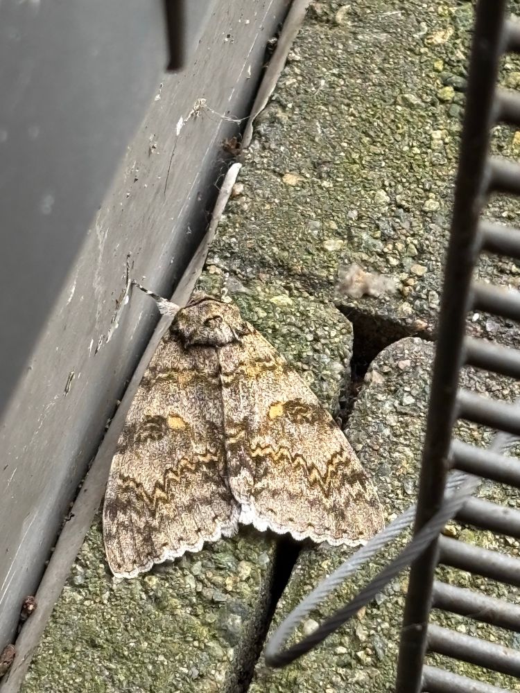Blue Underwing moth in Cambridge. Quite a rarity apparently 