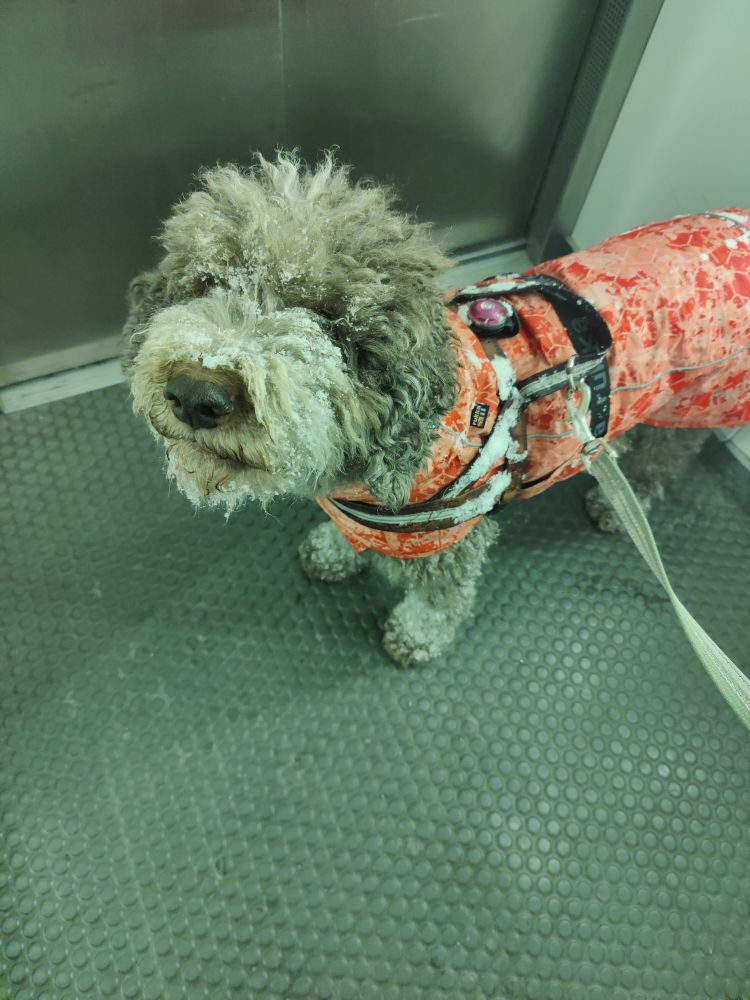 Pörröinen Lagotto-rotuinen koira naama lumisena.