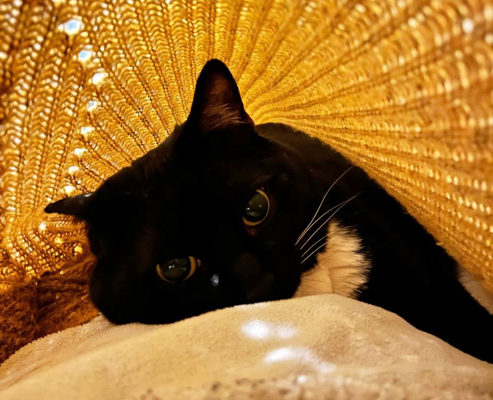 Black-and-white cat looking at the camera while lying under a yellow knitted vest.