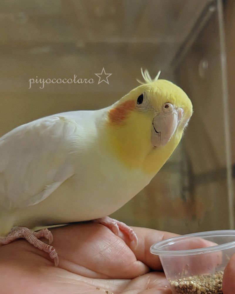 つぶつぶ(フォニオパディ等)をカップごと食べさせてもらって嬉しいオカメくん