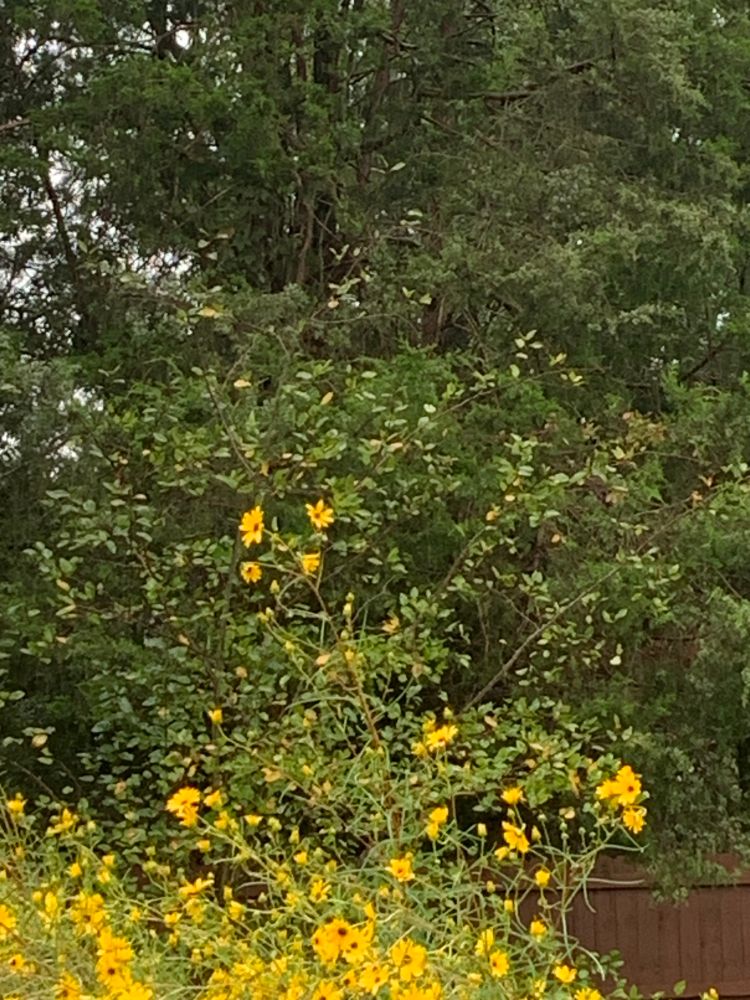 Coreopsis 2025 - gentler rain brings the final sea of yellow blossoms alive …soon they will wither, leaving a tasty treat for the neighborhood finches 🌻🪏💛 #gardening #yellowflowers #flowers