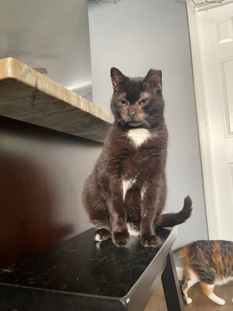 Maria the tuxedo cat has a clipped left ear (from being TNRd when she was a stray) has one tooth and is about 9 or 10 years old. She was in foster for five years and had no interests from other people so we gave her a home. We got her about three years ago. 