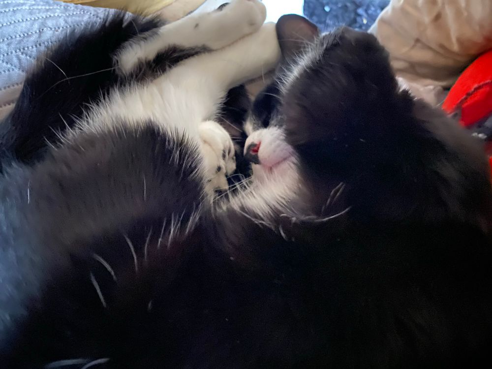 A jumble of sleeping Tuxie cat, who has his front paw behind his neck