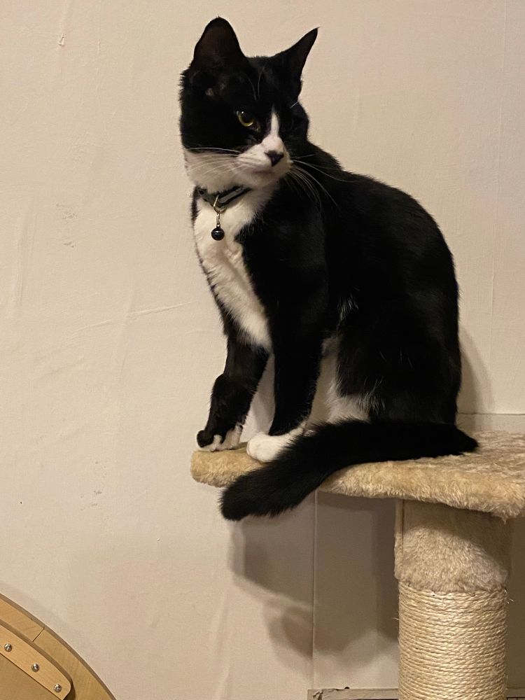 Tuxedo cat on a cat climbing perch, looking away with a slightly sad expression 
