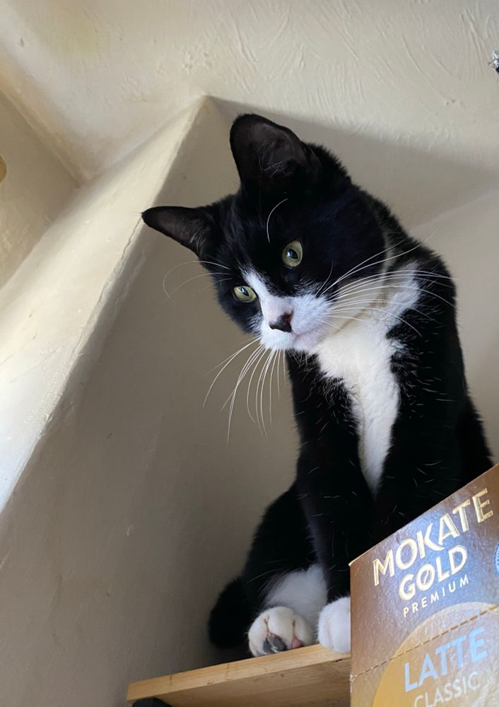 Tuxedo cat sat high up on a shelf, with a very sad facial expression. He’s also made himself look thinner