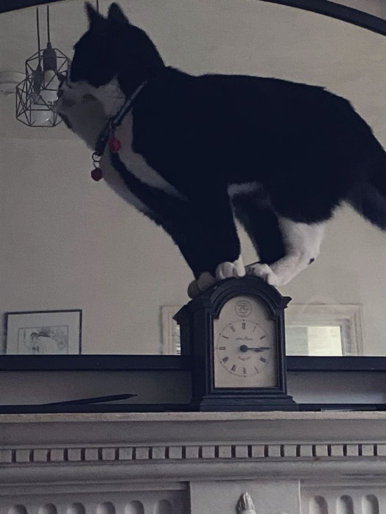 Tuxedo cat balanced precariously on a mantle piece clock
