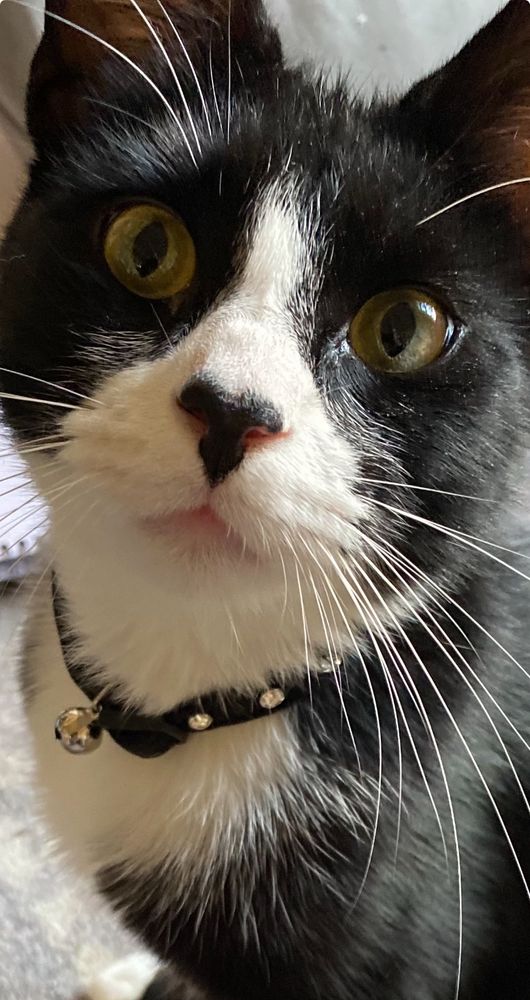 Close up photo of Tuxedo cat with a black heart shaped marking on his nose. He looks sad and a bit confused