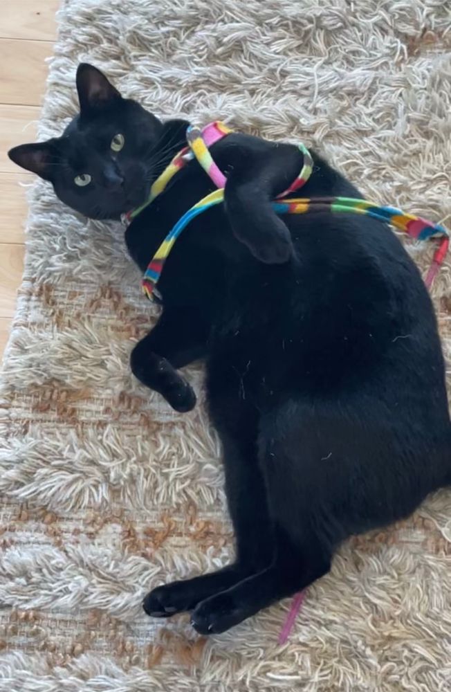 Lenny, a black cat, experimenting on himself with Shibari rope bondage