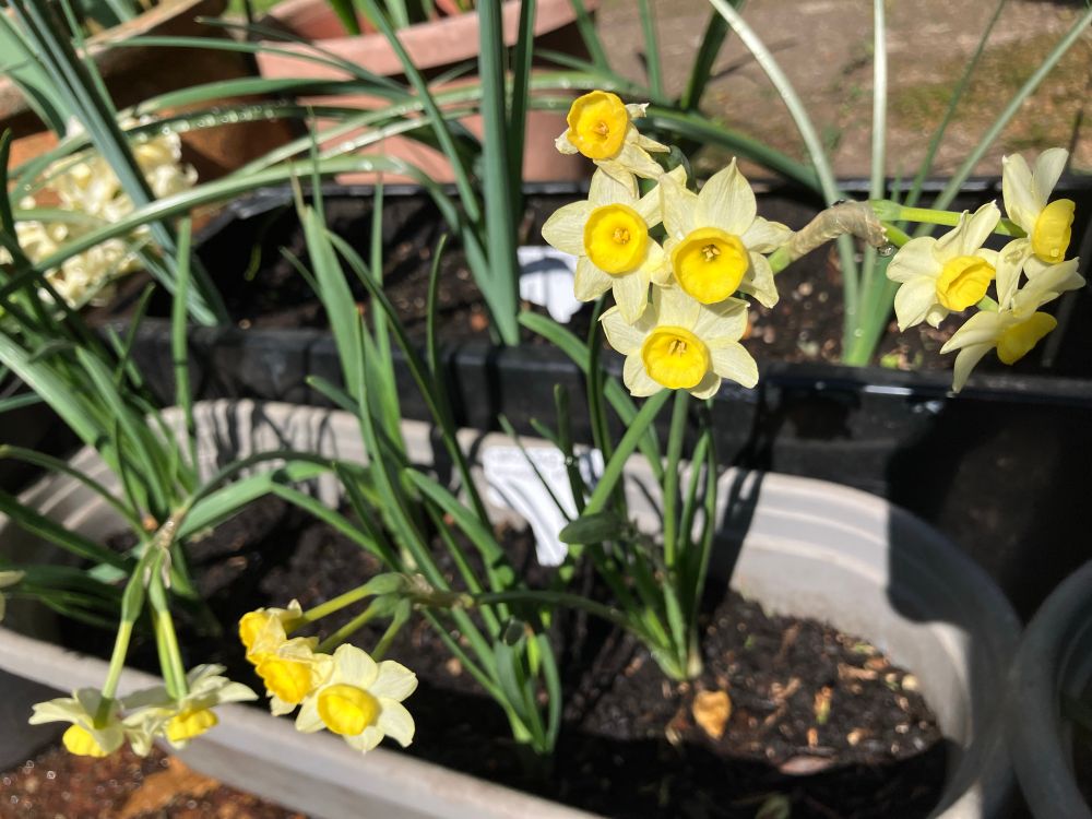 Yellow narcissus in a pot