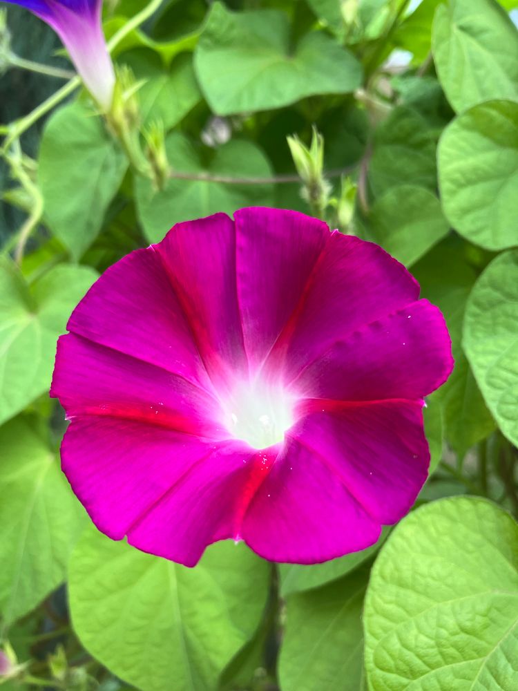 Morning Glory plant showing pink flower