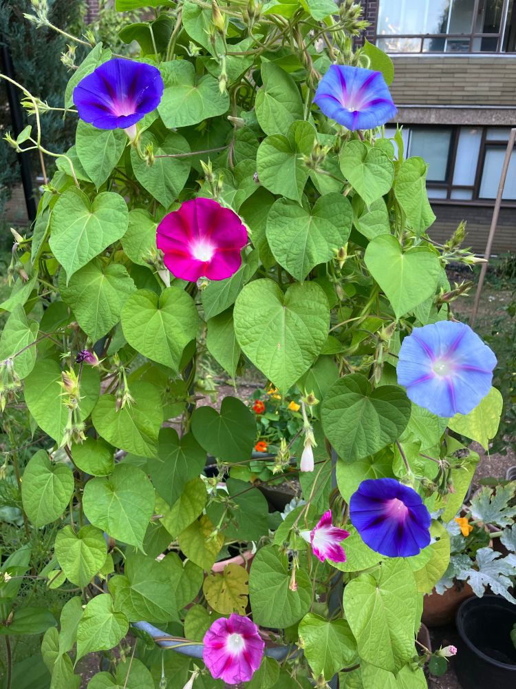 Morning Glory plant showing multiple flowers of violet blue, pink and purple