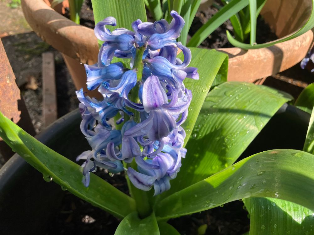 Blue hyacinth in a pot