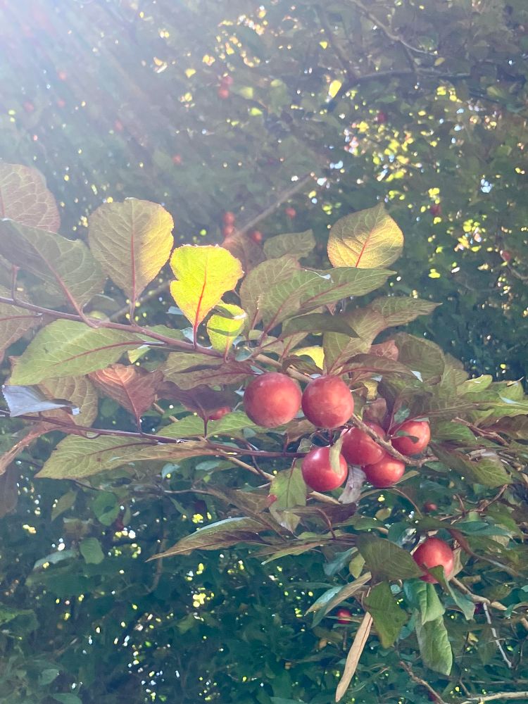 Cherry plums hanging on a tree branch 