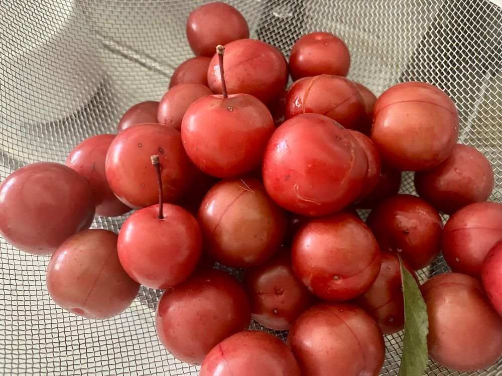 Lots of cherry plums in a colander in my kitchen