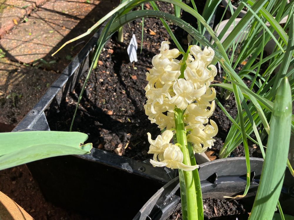 Yellow hyacinth in a pot 
