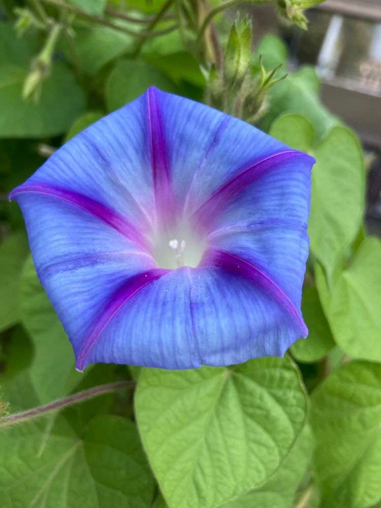 Morning Glory plant showing blue flower