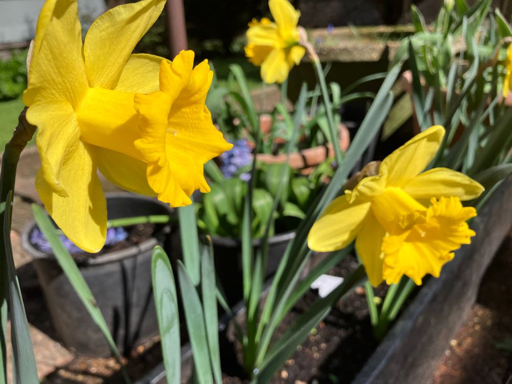 Yellow daffodils in a pot