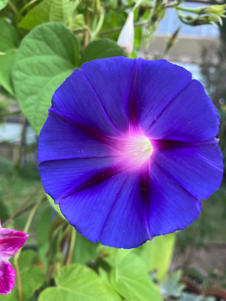 Morning Glory plant showing violet flower