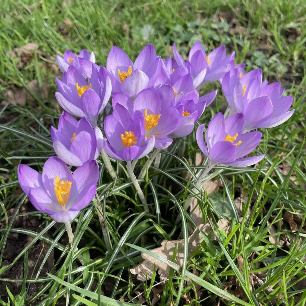 Fifteen light purple crocuses in the sun