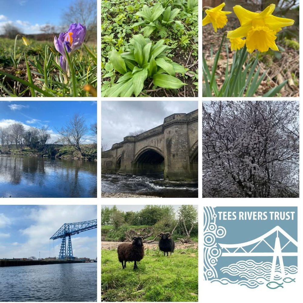 A spring bingo card including crocuses, wild garlic, daffodils, trees along the river coming into leaf, a bridge, a blossoming tree, the transporter bridge, two black rams and the Tees Rivers Trust logo