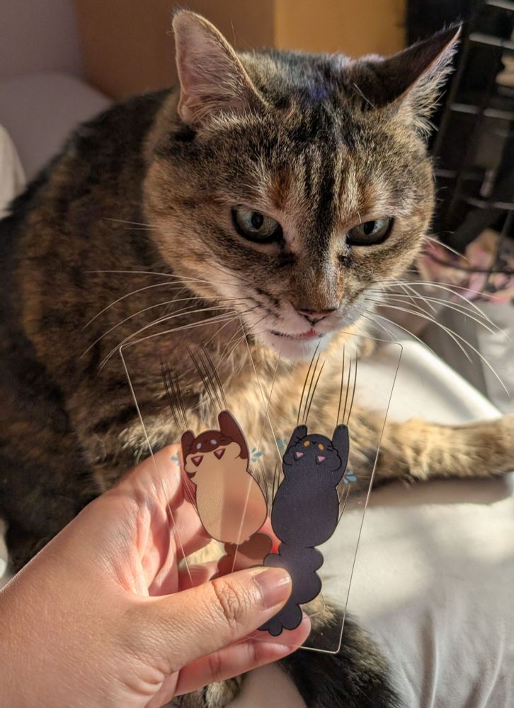 Freya, a brown tabby cat munches on the corner of two cat bookmarks that are being held out towards her.