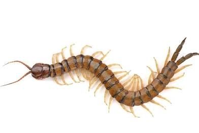 Photo of a centipede