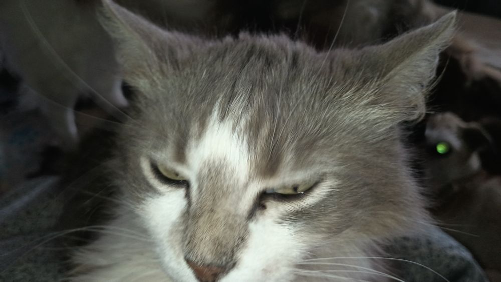 Photo of Kiki the cat!!