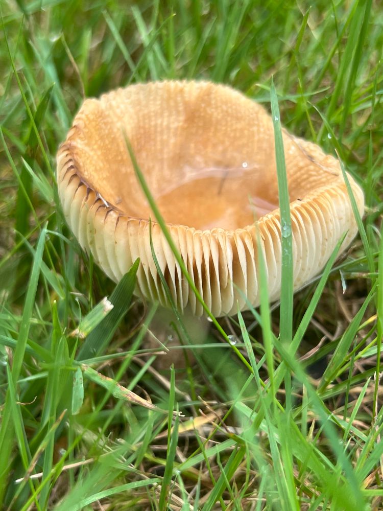 Mushroom nestled in the bright green grass. Its cream-colored gills are on display and its tan-colored top is concave with a little pool of rain water trapped in it. 